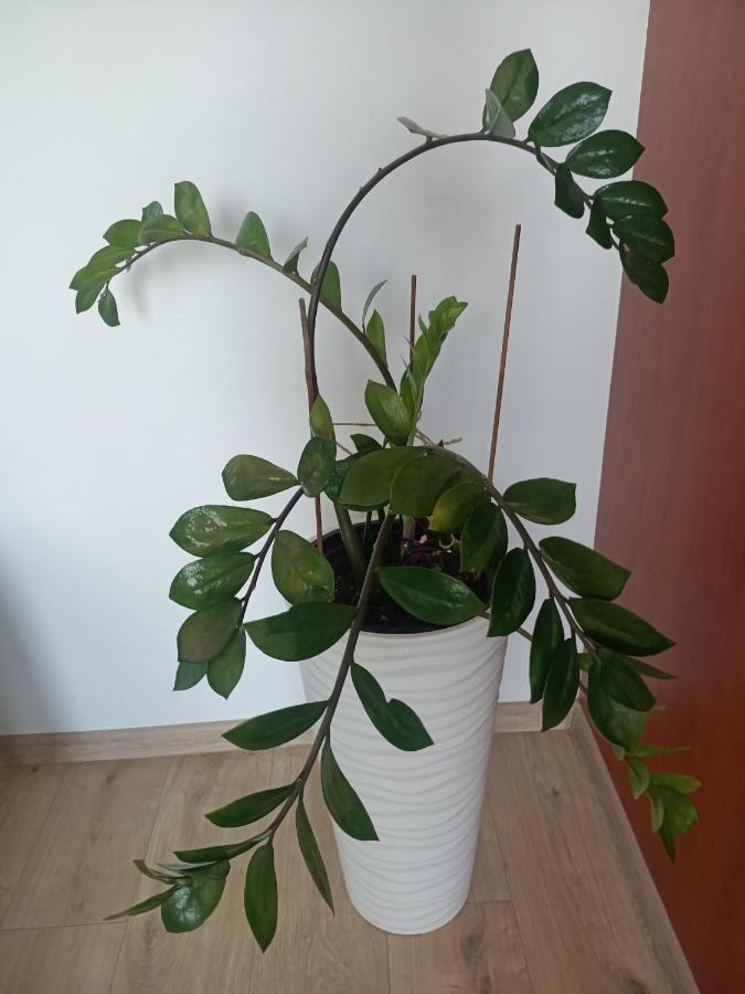 Pomaranczowa Apartment *